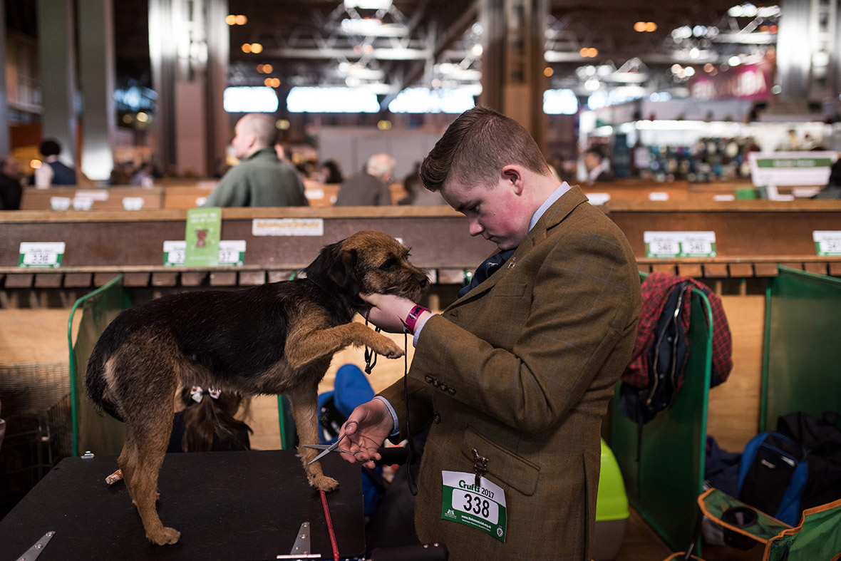 Crufts Crufts