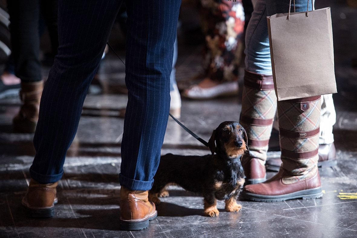 Crufts Crufts