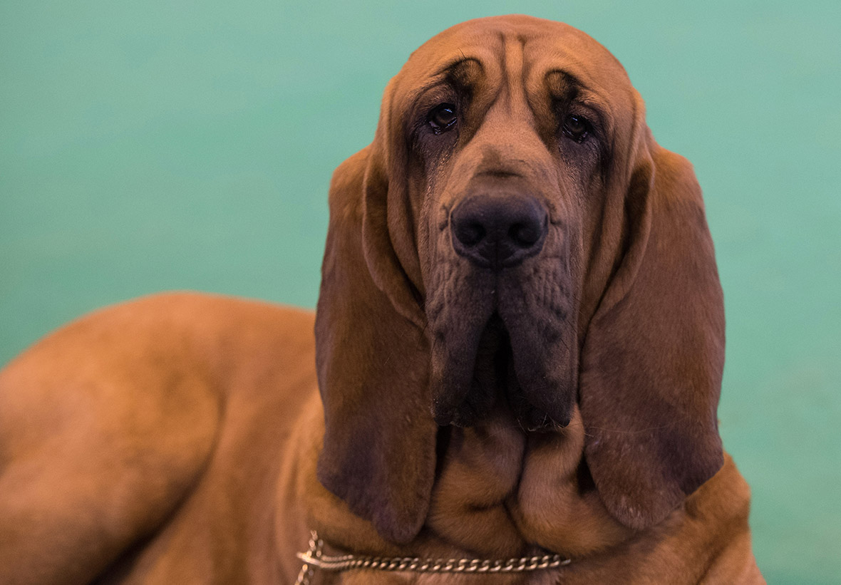 Crufts Crufts