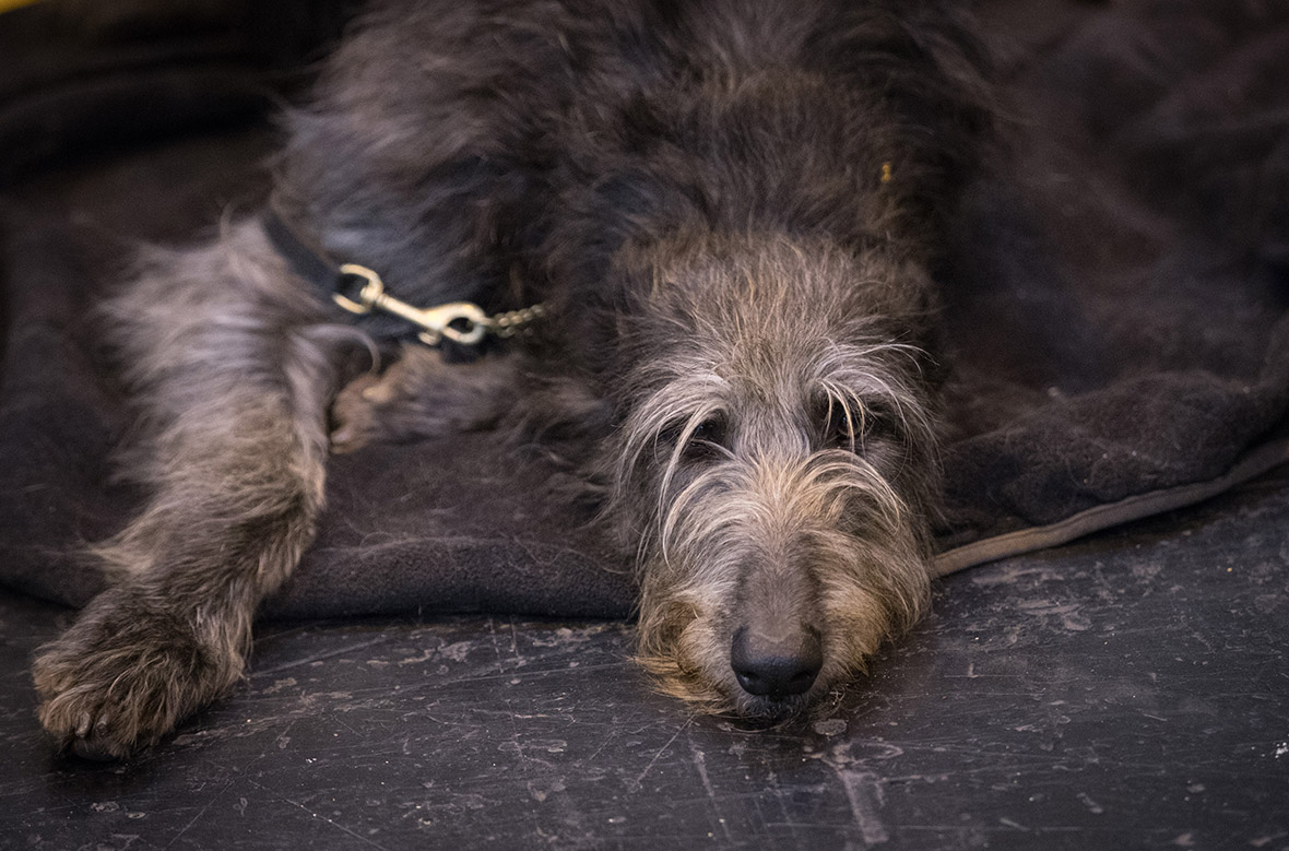 Crufts Crufts