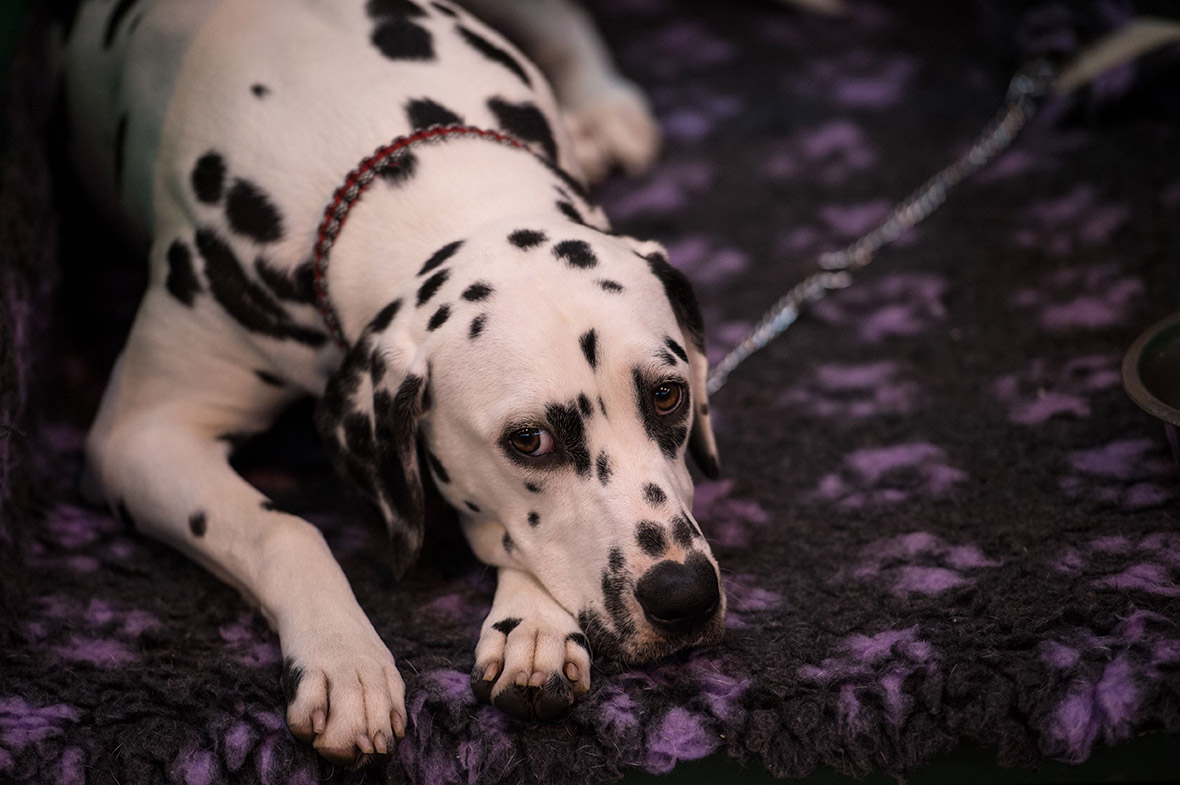 Crufts Crufts