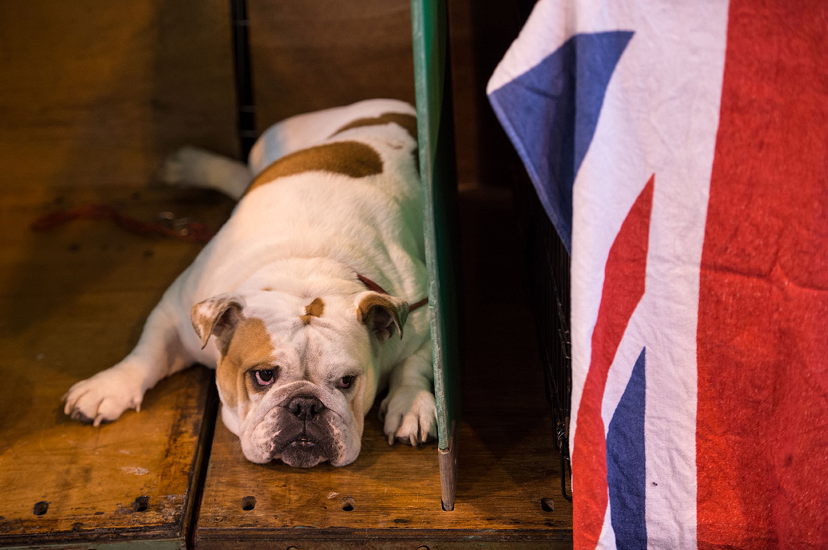 Crufts Crufts